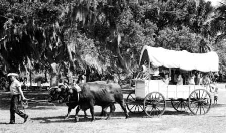 Oxen Pulling Wagon