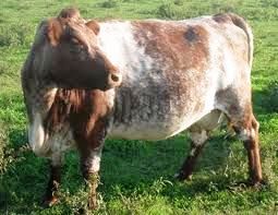 Shorthorn Oxen